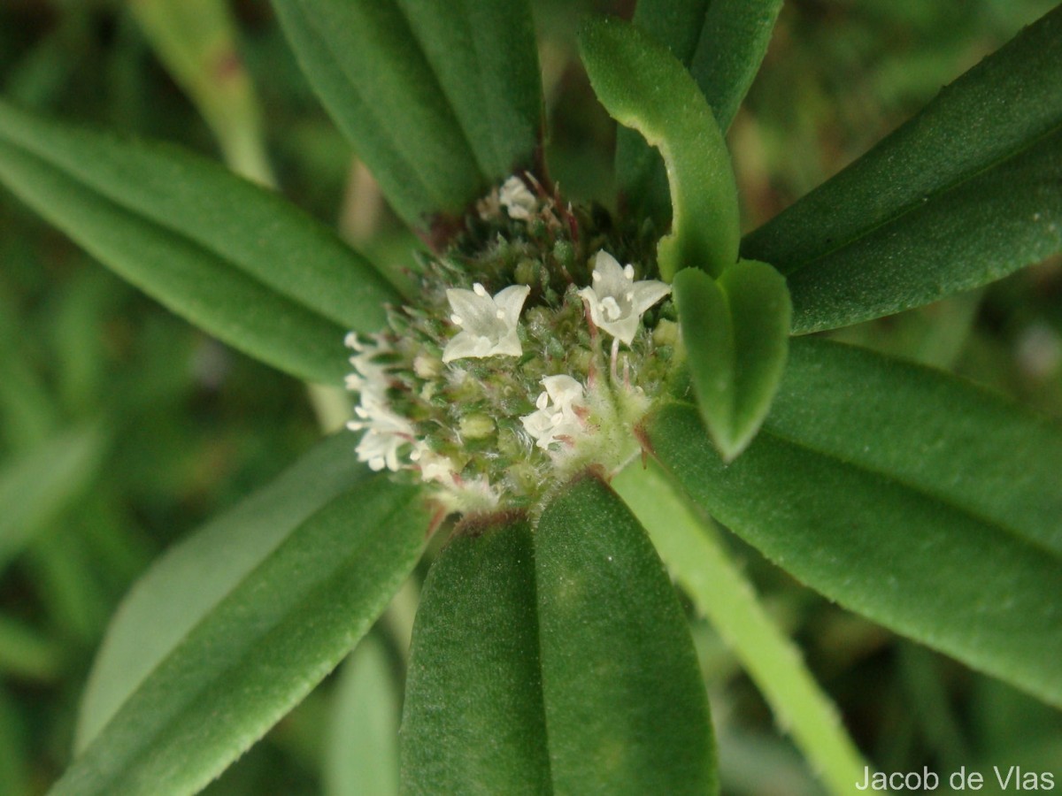 Spermacoce pusilla Wall.